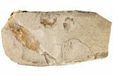 Cretaceous Fossil Fish (Sedenhorstia) and Two Shrimp- Lebanon #200763-1